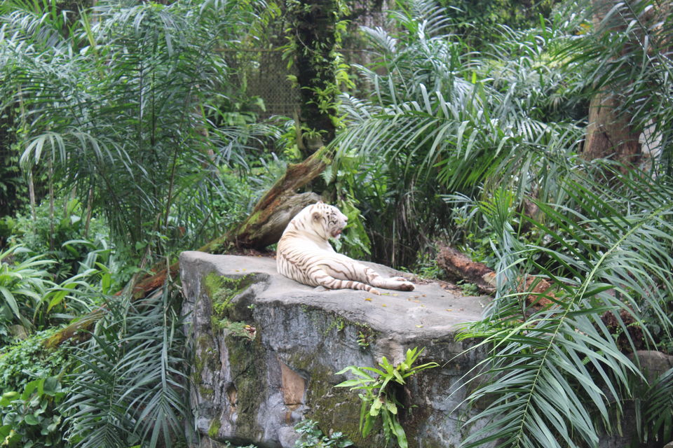 Photo of Singapore - Singapore Zoo 19/70 by Yasmin Mirza