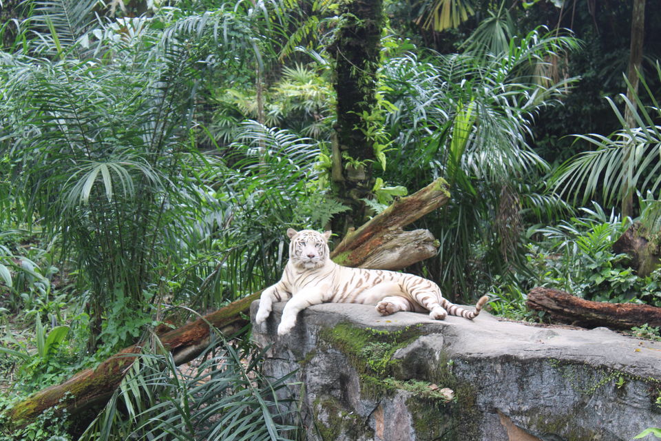 Photo of Singapore - Singapore Zoo 17/70 by Yasmin Mirza