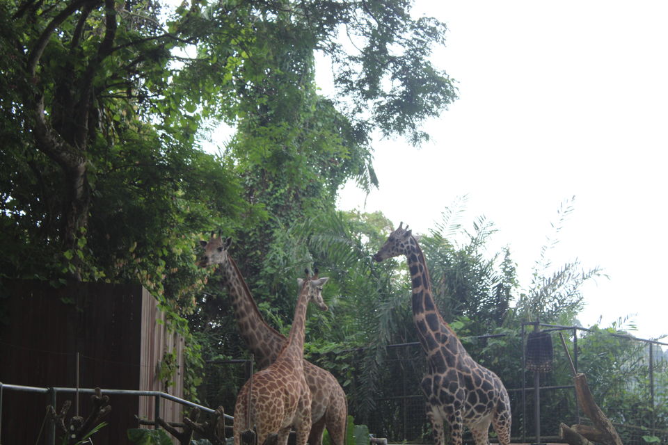 Photo of Singapore - Singapore Zoo 45/70 by Yasmin Mirza