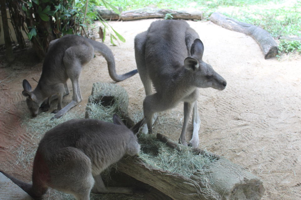 Photo of Singapore - Singapore Zoo 37/70 by Yasmin Mirza