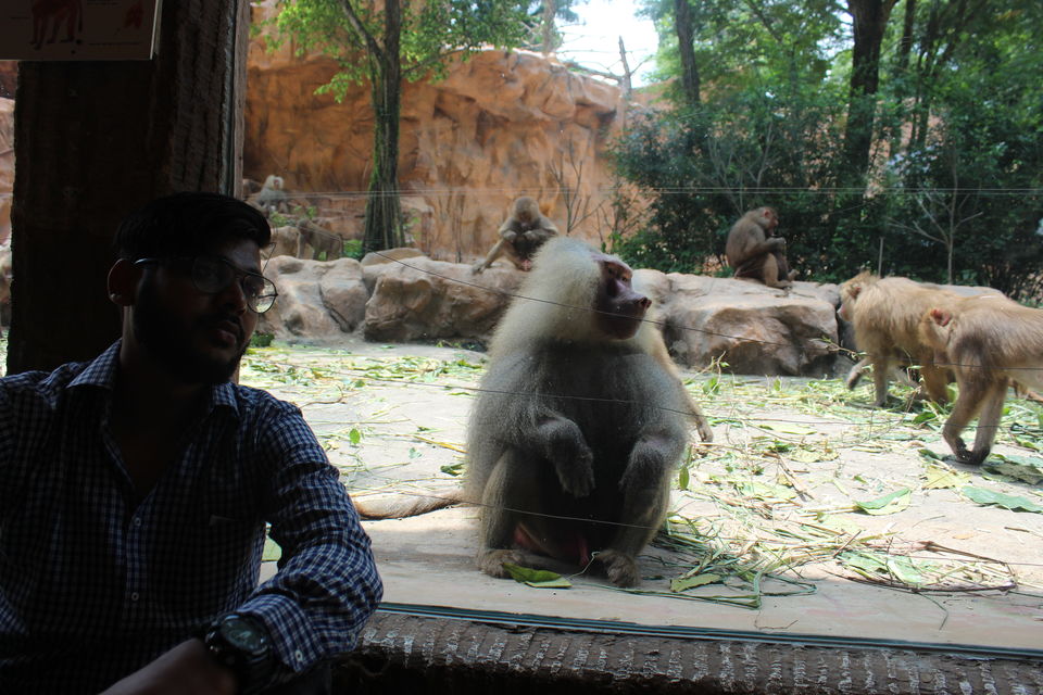 Photo of Singapore - Singapore Zoo 29/70 by Yasmin Mirza