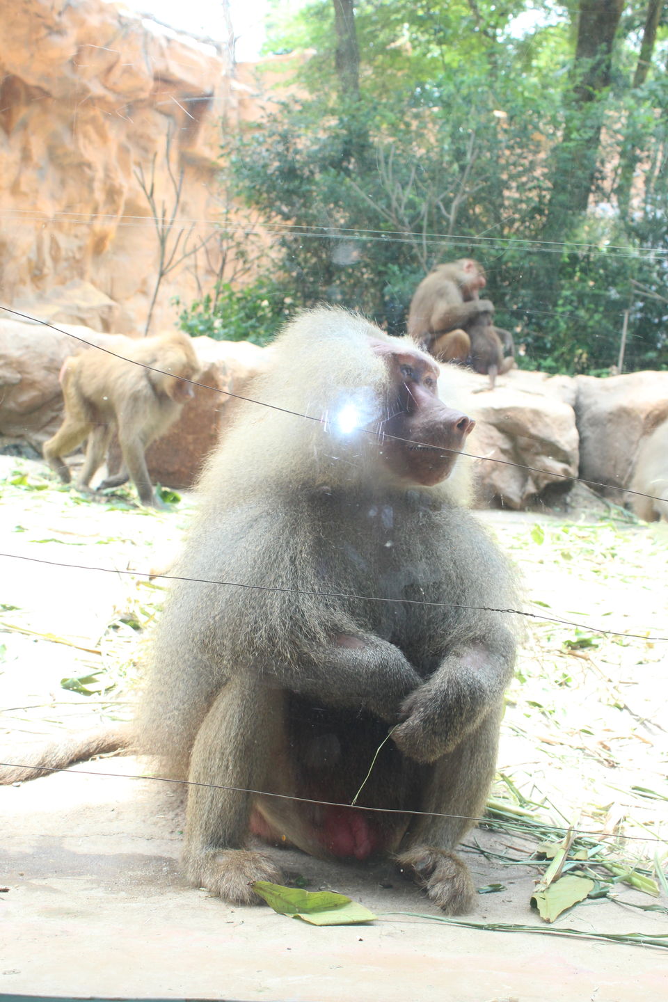 Photo of Singapore - Singapore Zoo 31/70 by Yasmin Mirza
