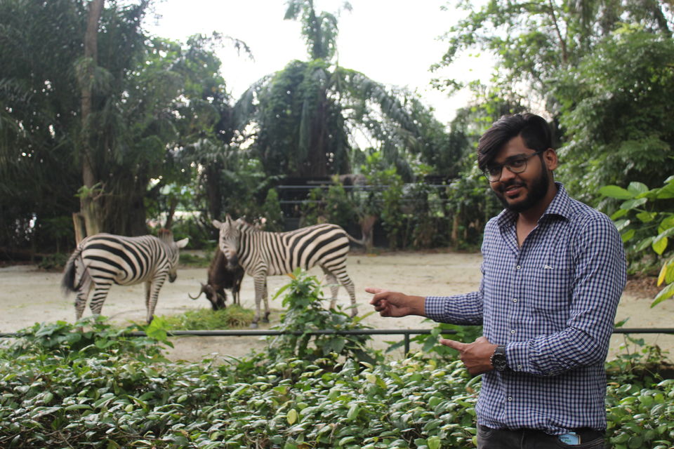 Photo of Singapore - Singapore Zoo 33/70 by Yasmin Mirza