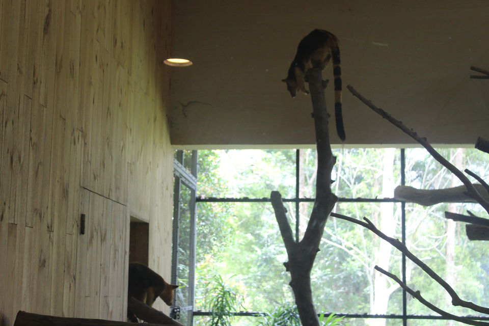 Photo of Singapore - Singapore Zoo 39/70 by Yasmin Mirza