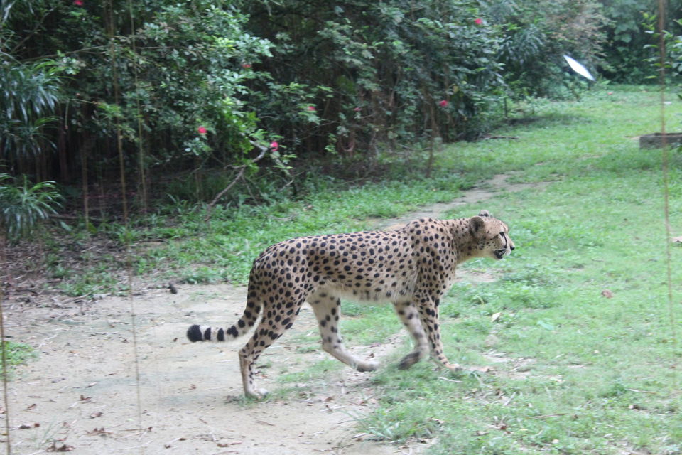 Photo of Singapore - Singapore Zoo 36/70 by Yasmin Mirza