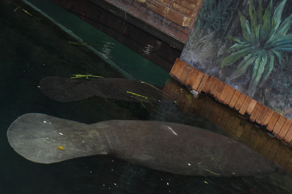 Photo of Singapore - Singapore Zoo 61/70 by Yasmin Mirza
