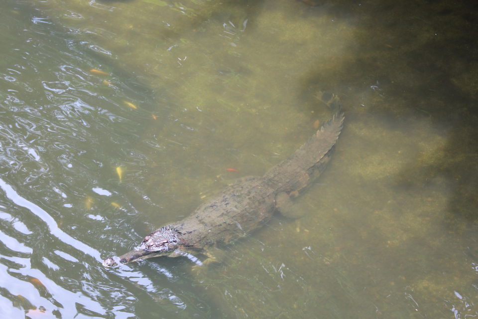 Photo of Singapore - Singapore Zoo 69/70 by Yasmin Mirza