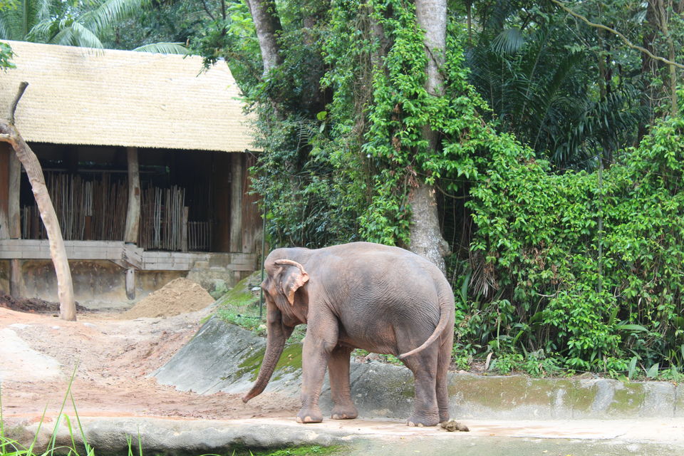Photo of Singapore - Singapore Zoo 23/70 by Yasmin Mirza