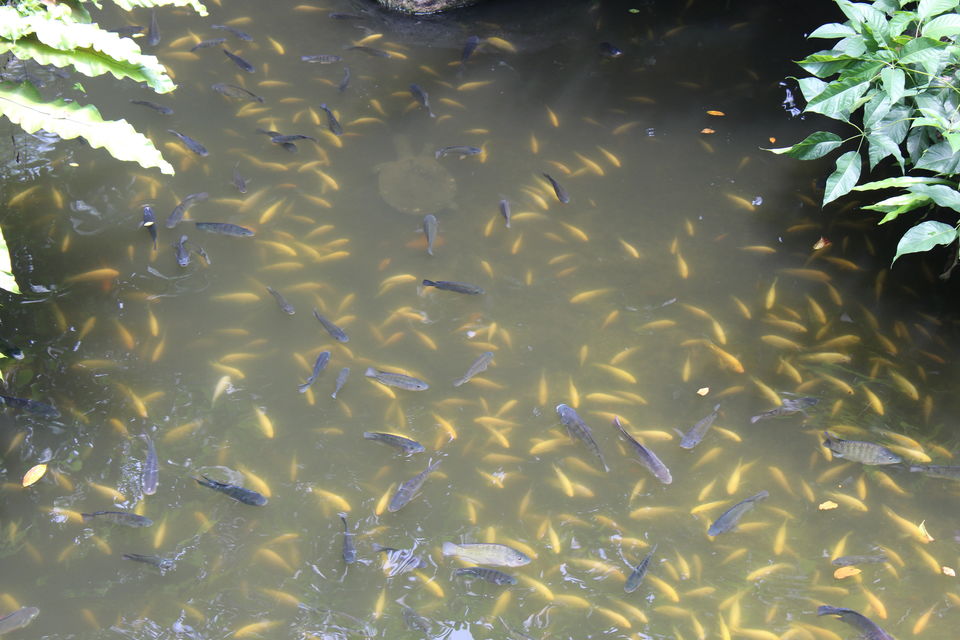 Photo of Singapore - Singapore Zoo 70/70 by Yasmin Mirza