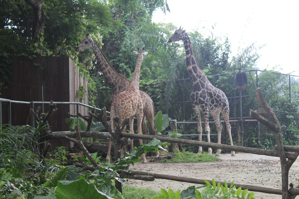 Photo of Singapore - Singapore Zoo 46/70 by Yasmin Mirza