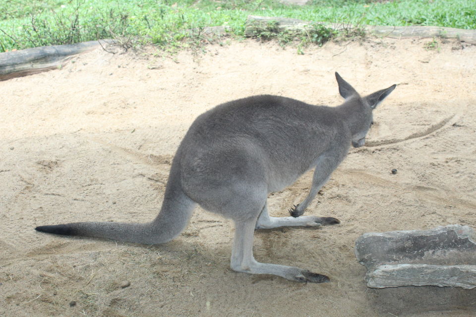 Photo of Singapore - Singapore Zoo 38/70 by Yasmin Mirza