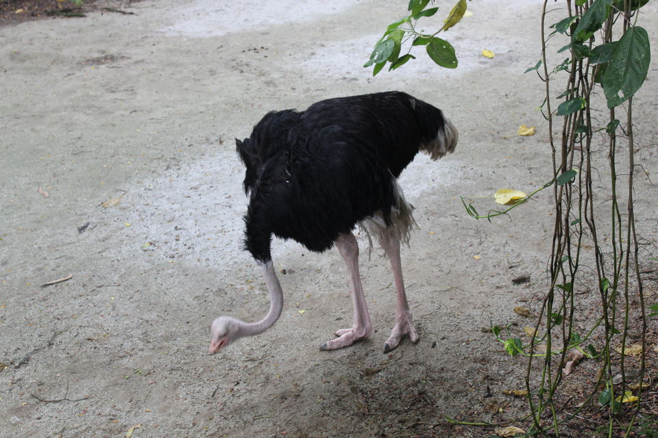 Photo of Singapore - Singapore Zoo 32/70 by Yasmin Mirza
