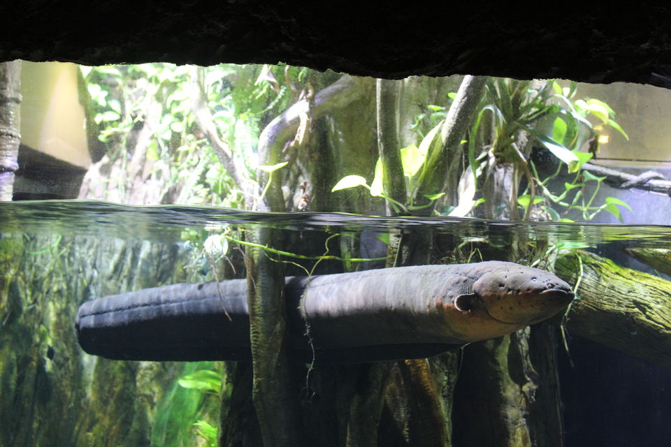 Photo of Singapore - Singapore Zoo 55/70 by Yasmin Mirza