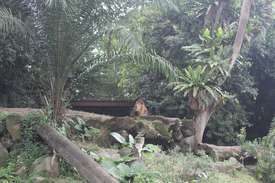 Photo of Singapore - Singapore Zoo 25/70 by Yasmin Mirza