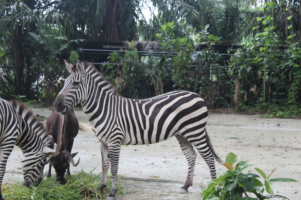 Photo of Singapore - Singapore Zoo 34/70 by Yasmin Mirza
