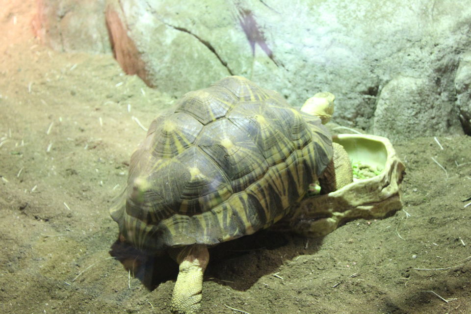 Photo of Singapore - Singapore Zoo 65/70 by Yasmin Mirza