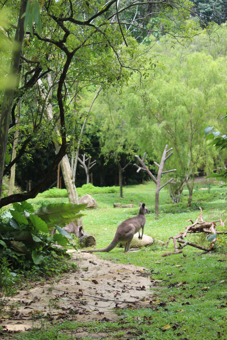 Photo of Singapore - Singapore Zoo 42/70 by Yasmin Mirza