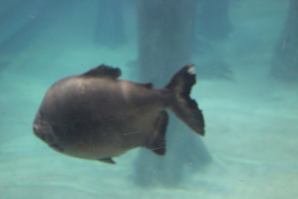 Photo of Singapore - Singapore Zoo 58/70 by Yasmin Mirza