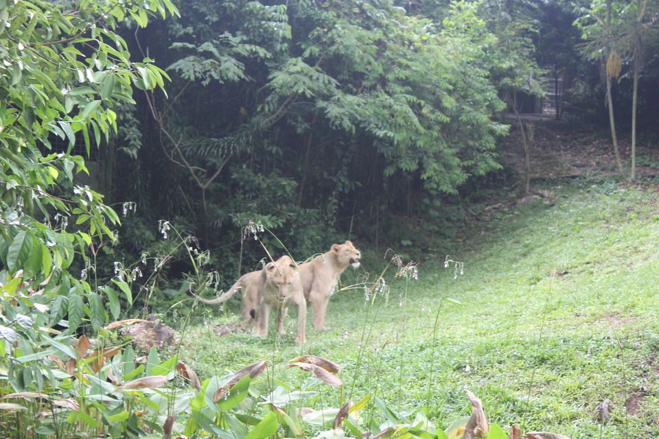 Photo of Singapore - Singapore Zoo 27/70 by Yasmin Mirza