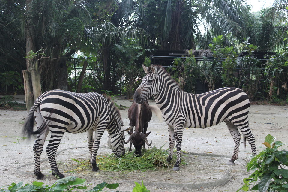 Photo of Singapore - Singapore Zoo 35/70 by Yasmin Mirza