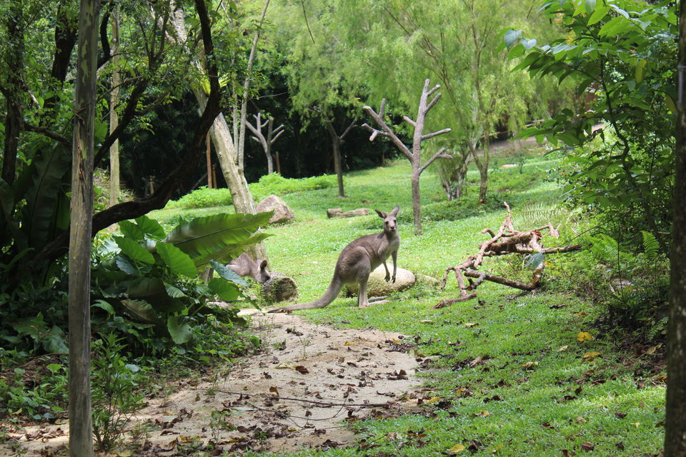 Photo of Singapore - Singapore Zoo 41/70 by Yasmin Mirza