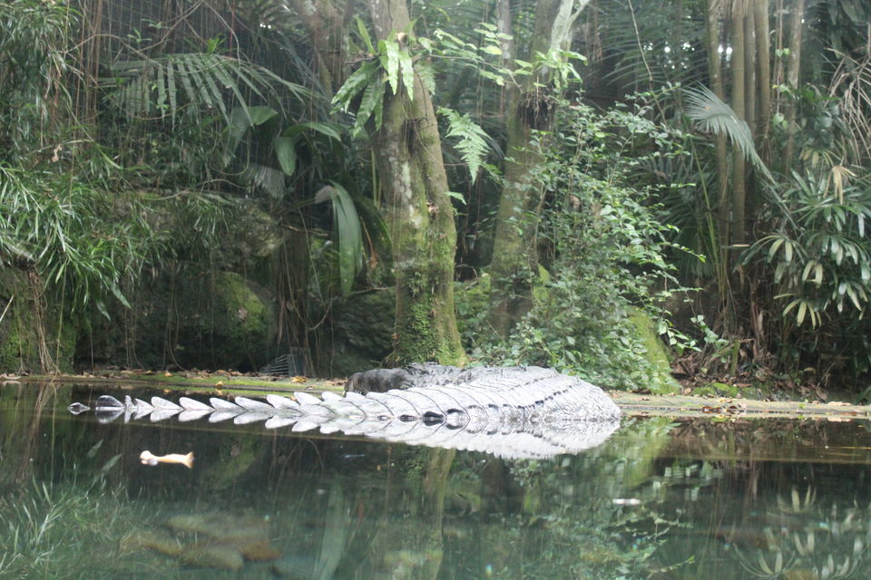 Photo of Singapore - Singapore Zoo 67/70 by Yasmin Mirza