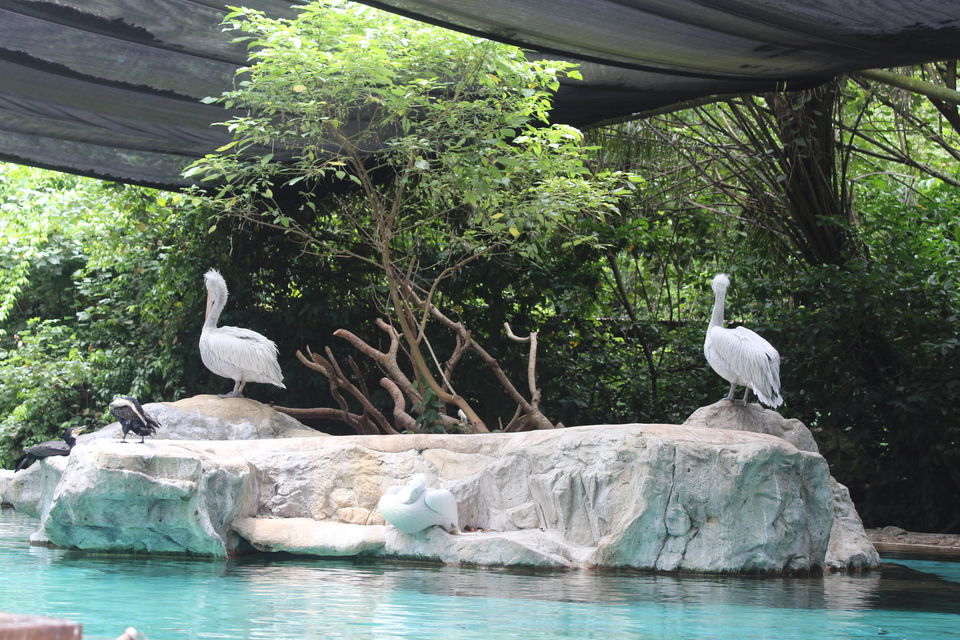 Photo of Singapore - Singapore Zoo 68/70 by Yasmin Mirza