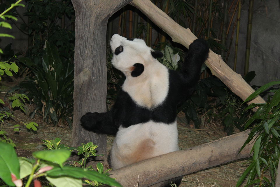 Photo of Singapore - Singapore Zoo 51/70 by Yasmin Mirza