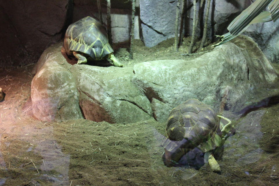 Photo of Singapore - Singapore Zoo 64/70 by Yasmin Mirza