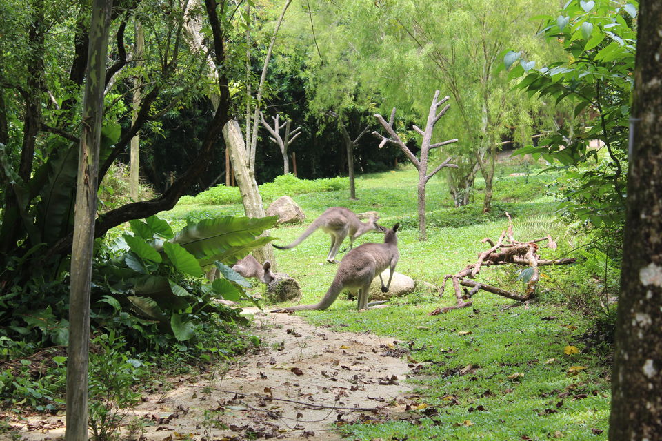 Photo of Singapore - Singapore Zoo 40/70 by Yasmin Mirza