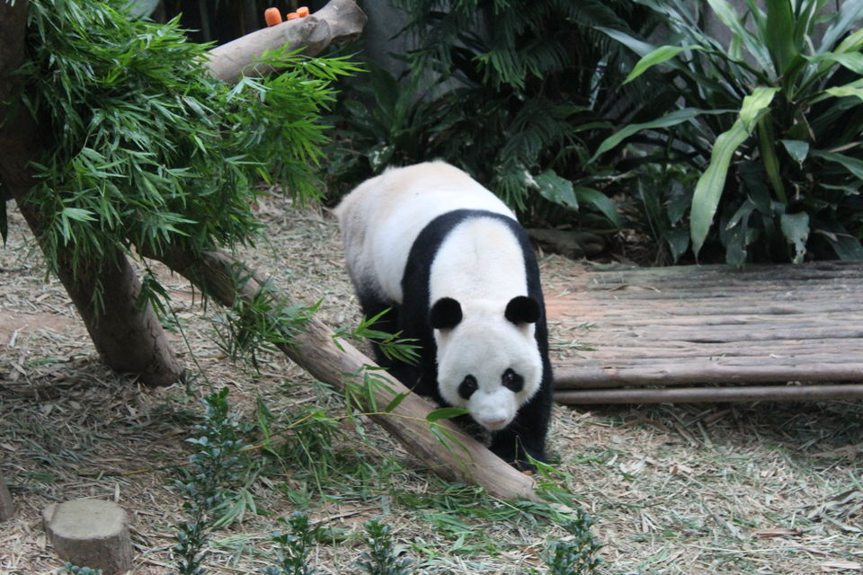 Photo of Singapore - Singapore Zoo 49/70 by Yasmin Mirza