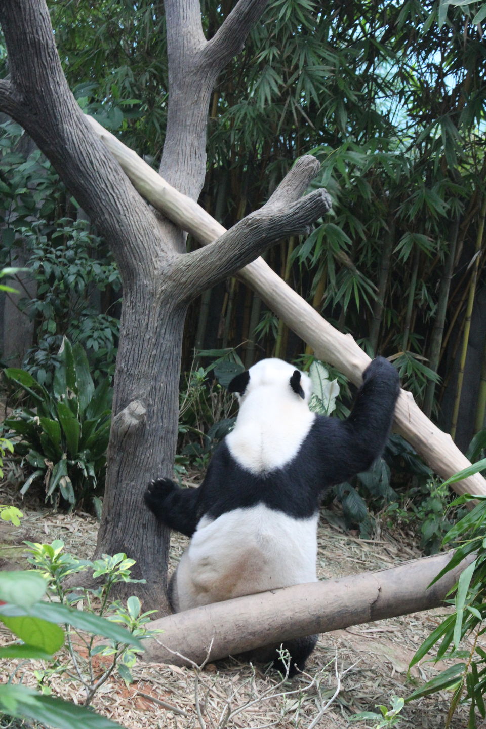 Photo of Singapore - Singapore Zoo 50/70 by Yasmin Mirza