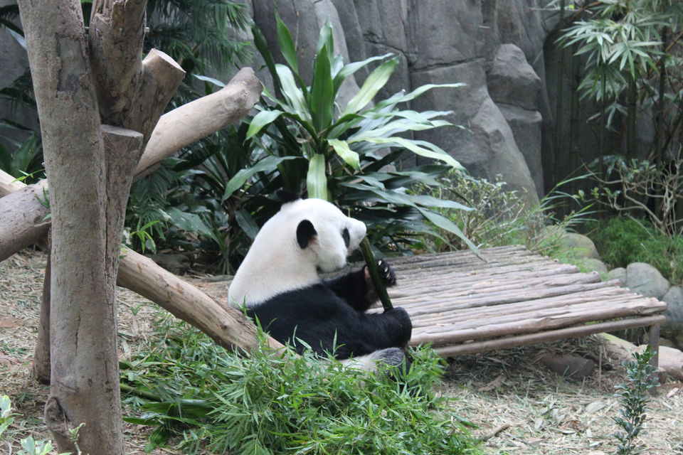 Photo of Singapore - Singapore Zoo 48/70 by Yasmin Mirza