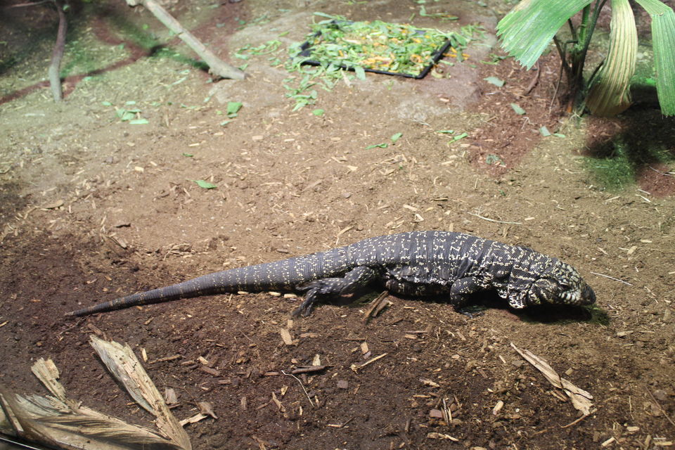Photo of Singapore - Singapore Zoo 63/70 by Yasmin Mirza