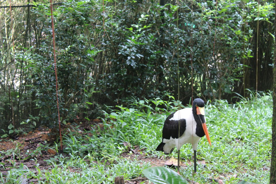 Photo of Singapore - Singapore Zoo 15/70 by Yasmin Mirza