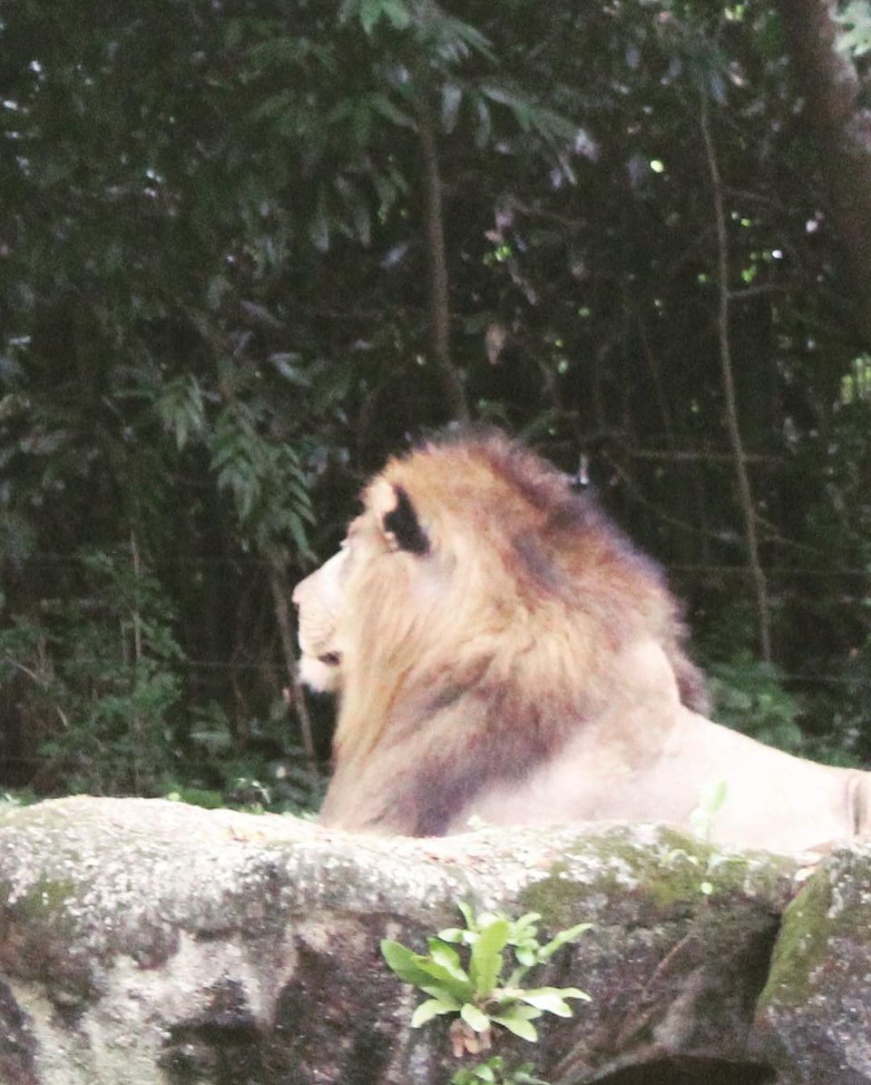 Photo of Singapore Zoo, Singapore by Yasmin Mirza