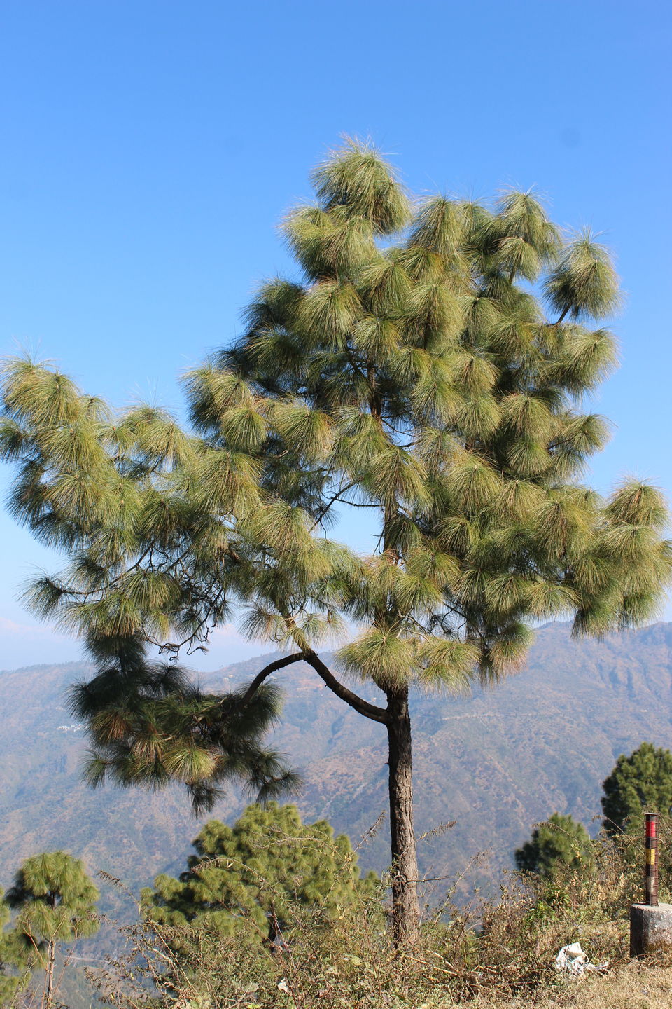 Photo of Tip N Top, Lansdowne, Uttarakhand, India by Yasmin Mirza