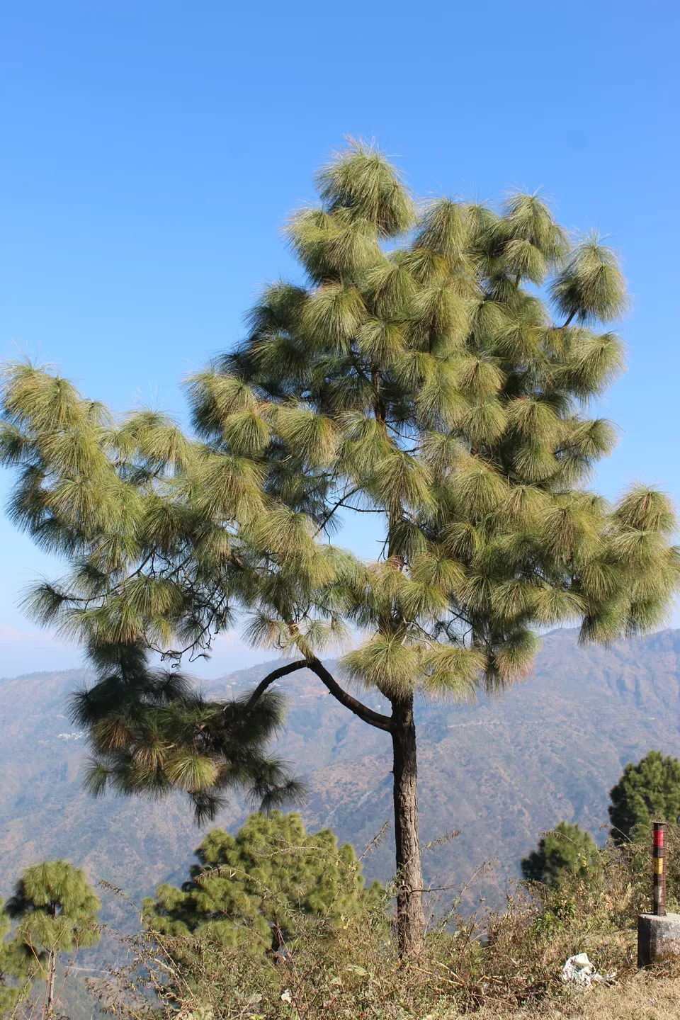 Photo of Tip N Top, Lansdowne, Uttarakhand, India by Yasmin Mirza