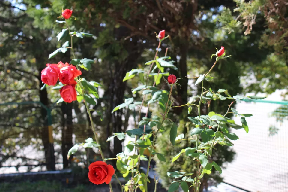 Photo of war memorial hostel, Lansdowne, Uttarakhand, India by Yasmin Mirza