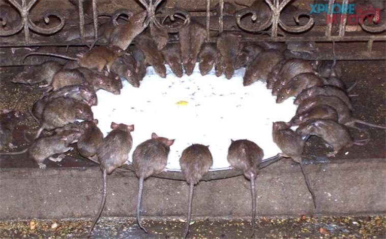 Photo of TEMPLE WHERE, INCHARGE ARE RATS - ALWAR RAJASTHAN by Yasmin Mirza