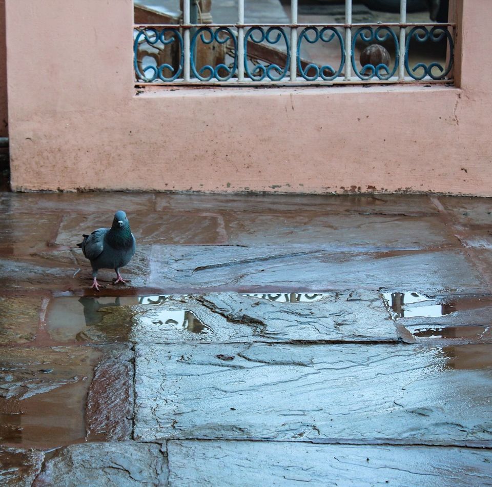 Photo of TEMPLE WHERE, INCHARGE ARE RATS - ALWAR RAJASTHAN by Yasmin Mirza