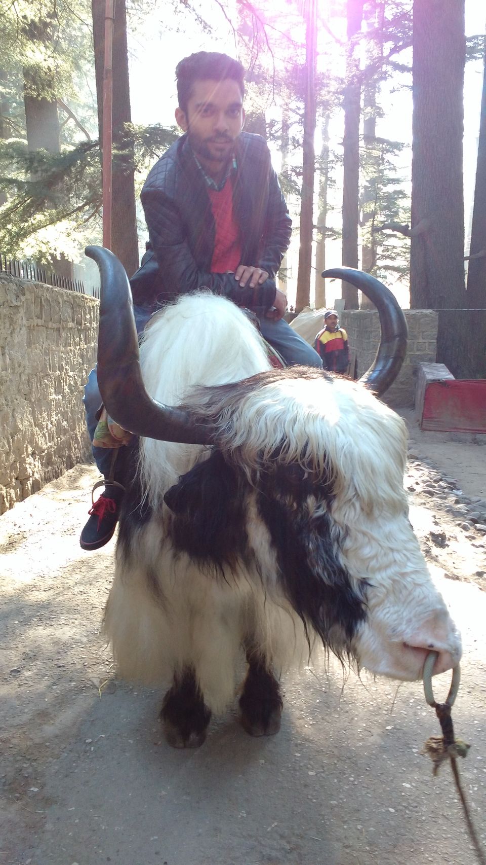 Photo of Manu Temple Road, Old Manali, Manali, Himachal Pradesh, India by Yasmin Mirza