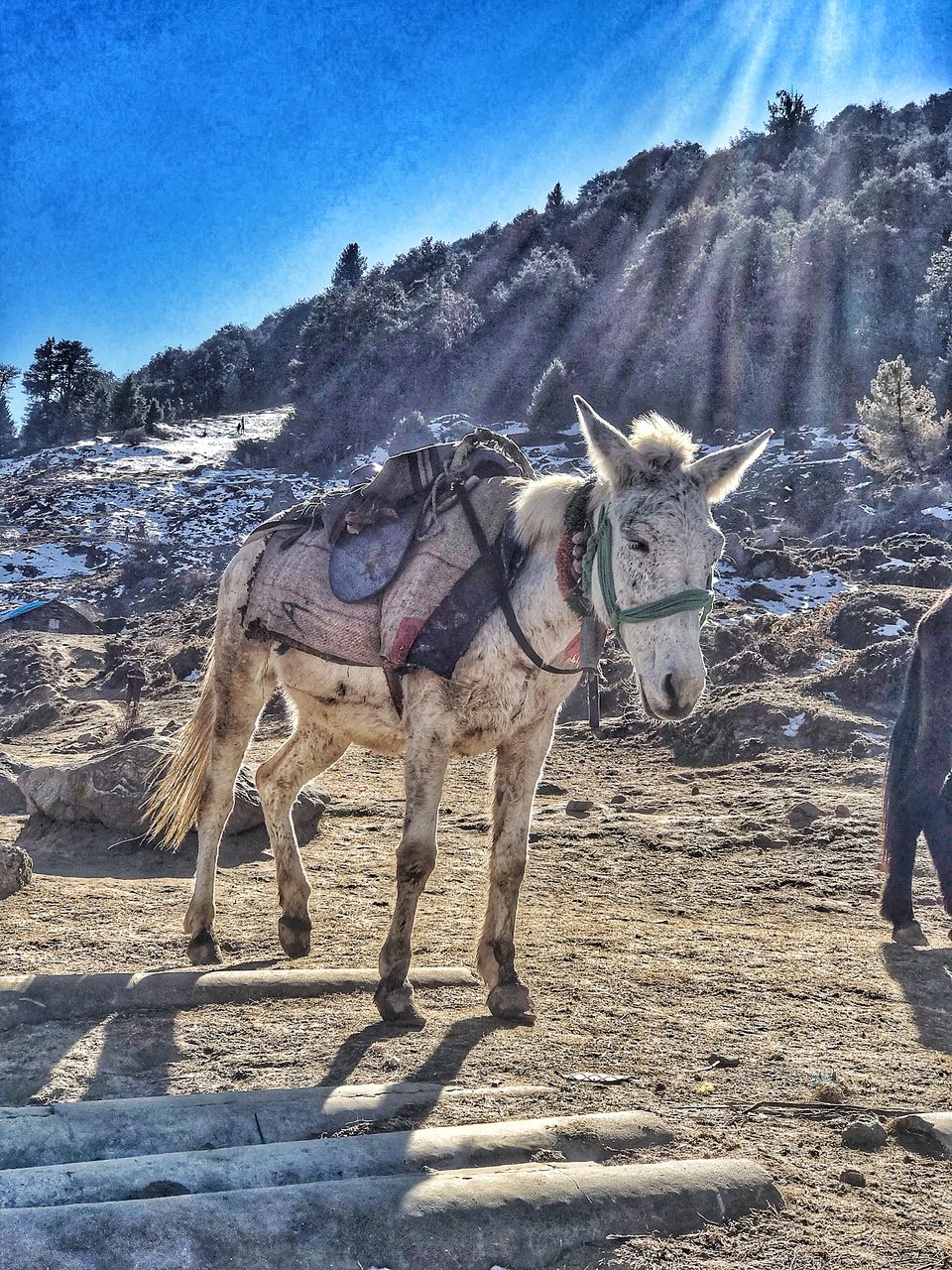 Photo of Witness the snowfall- Come To Auli 58/58 by Yasmin Mirza