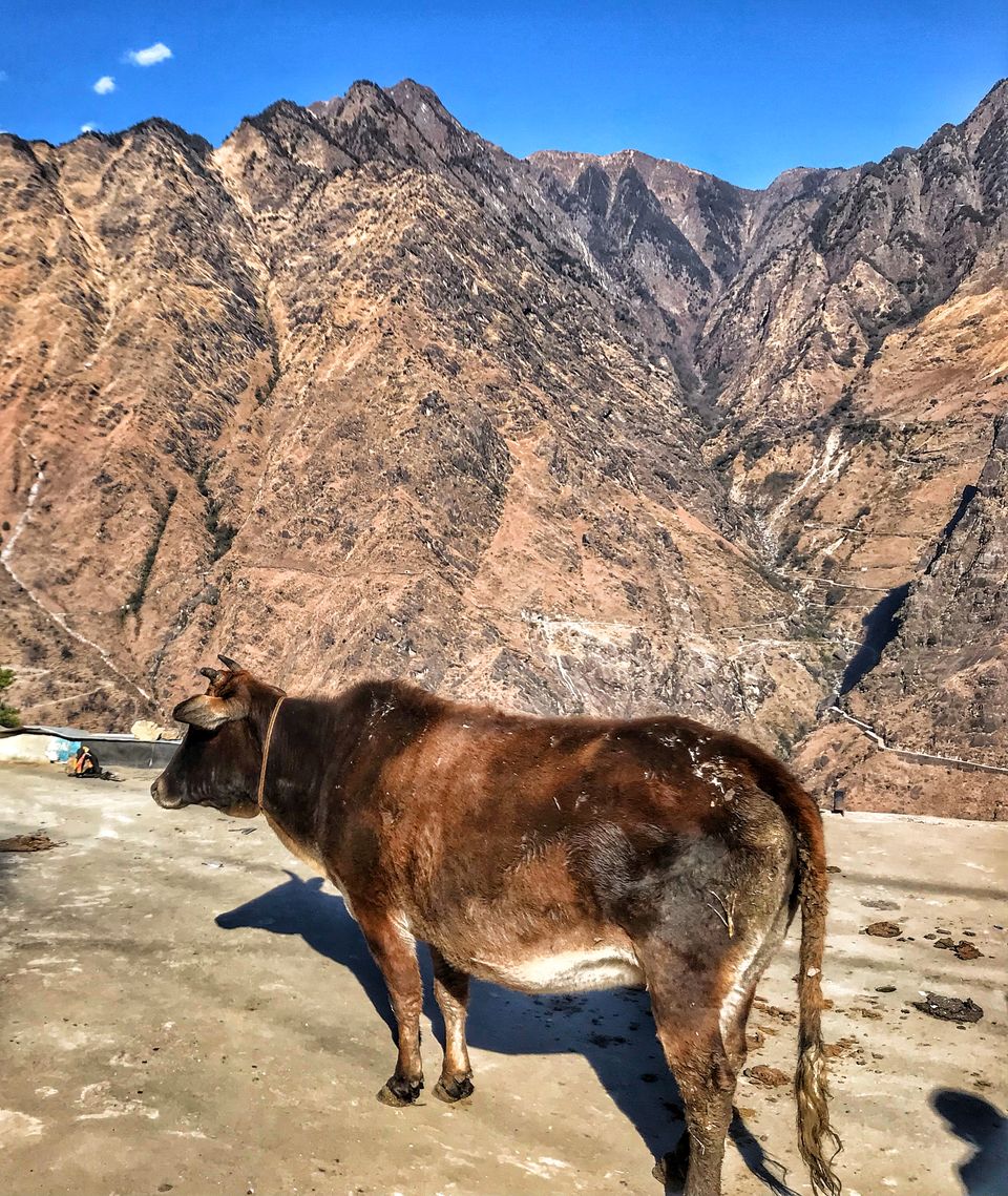 Photo of Witness the snowfall- Come To Auli 6/58 by Yasmin Mirza
