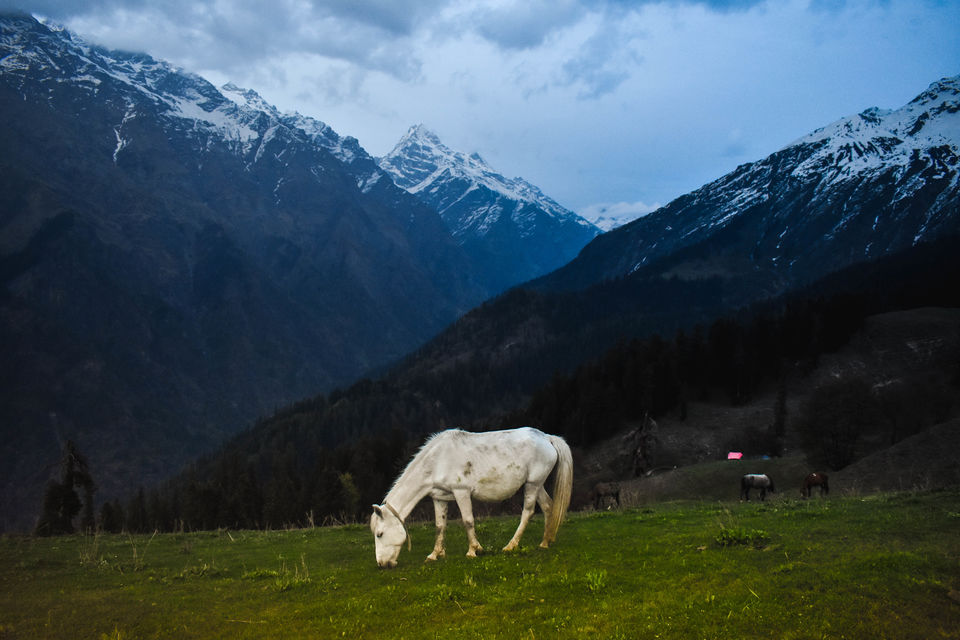 Photo of Kheerganga-BuniBuni Solo Trek 8/8 by Adrija Mitra