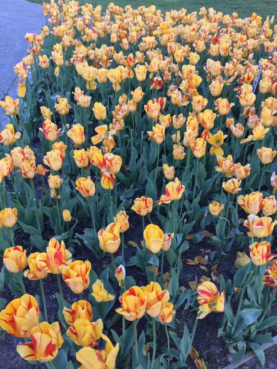 Photo of Traveling with time to the Windy City – Chicago, USA #travelguideUSA by Nid
