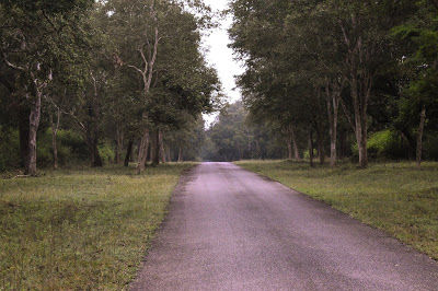 Photo of Thrilling Tales, Kabini (Karnataka, India) 3/4 by Roshan Chugh (@vagabondfootsteps)