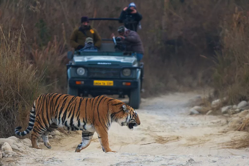 Photo of Jim Corbett National Park, Ramnagar, Uttarakhand, India by Anshul Sharma