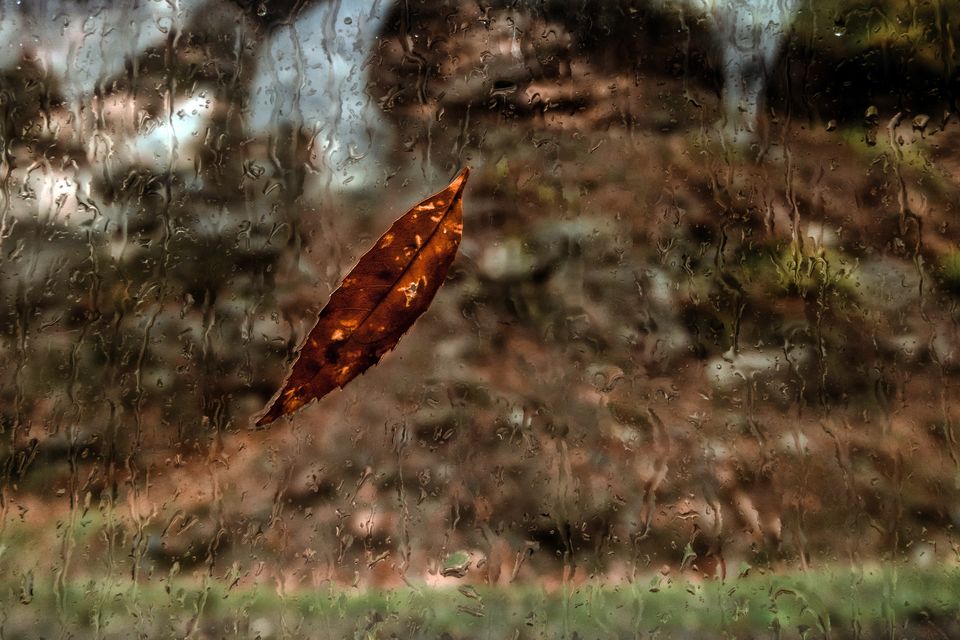 Photo of 12 Stunning Pictures That Show How Beautiful the World Looks When it Rains by Anshul Sharma
