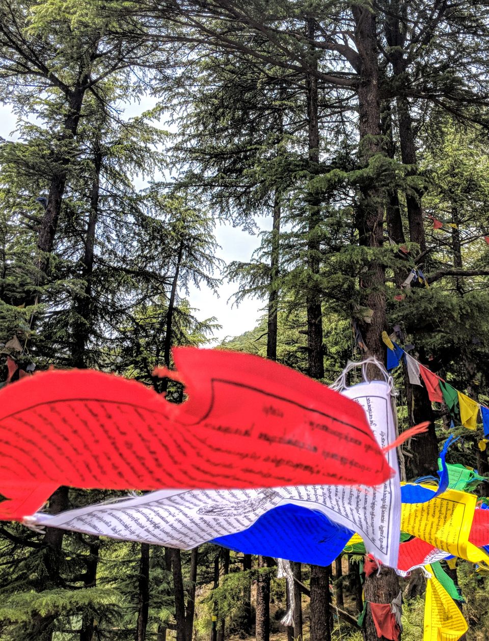 Photo of Celebrate A Regal New Year's Eve in the Himalayas At Hyatt Regency Dharamshala Resort 7/11 by Anshul Sharma